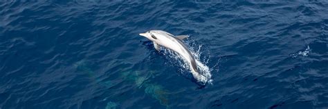 Lošinj Marine Education Centre Lošinj Island