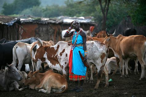 Maasai Cattle Market Kenya