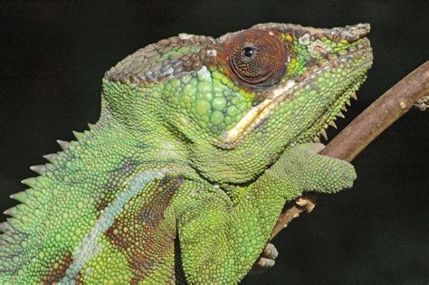 Macolline Northern Madagascar