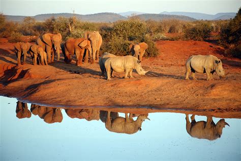 Madikwe Game Reserve North West Province