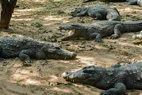 Madras Crocodile Bank Tamil Nadu