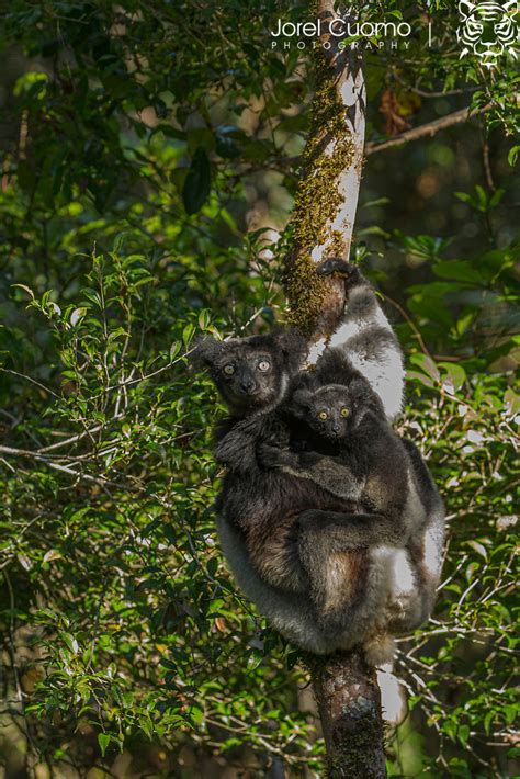 Mahay Mitia Ala Eastern Madagascar