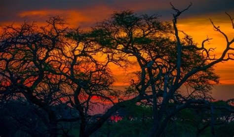 Mannyelanong Game Reserve Botswana