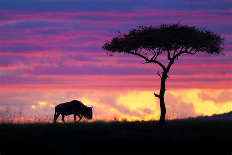 Masai Mara National Reserve