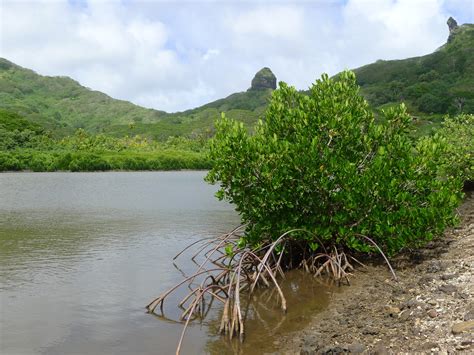 Matairea Hill Archaeological Sites Huahine