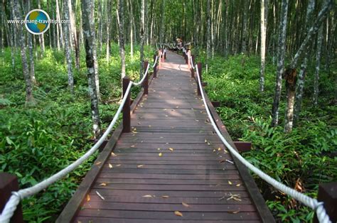 Matang Mangrove Forest Reserve Perak