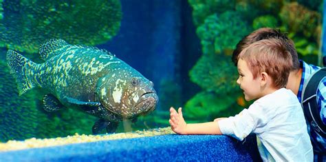 Mauritius Aquarium The North