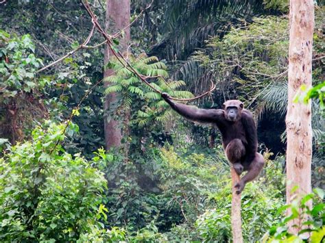 Mefou National Park Yaoundé