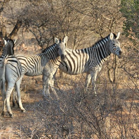 Mokolodi Nature Reserve Botswana