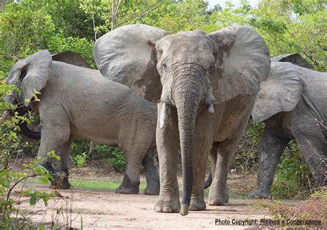 Mole National Park Ghana