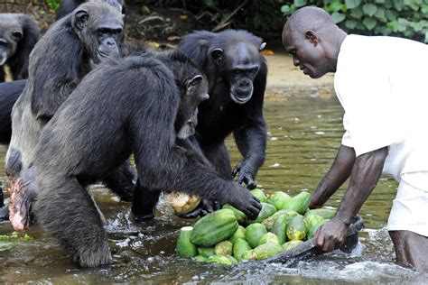 Monkey Island Liberia