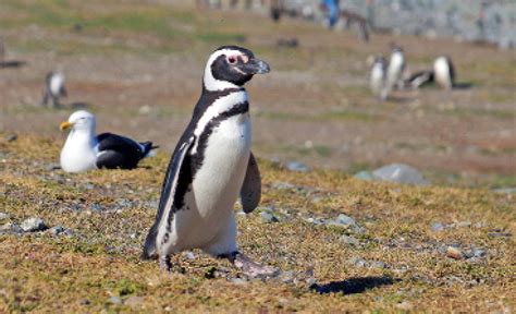 Monumento Natural Los Pingüinos Southern Patagonia
