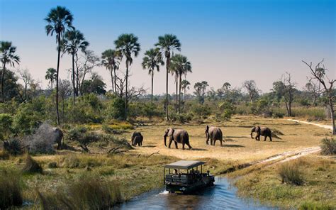 Moremi Game Reserve Okavango Delta