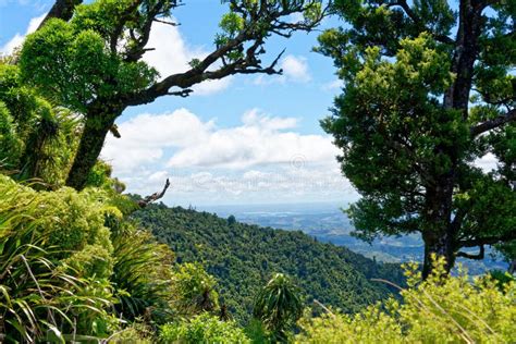 Mt Pirongia Waikato & The Coromandel Peninsula