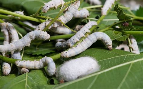 Mulberries Northern Laos