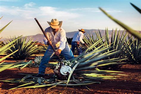 Mundo Cuervo Guadalajara Region