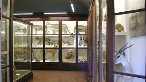 Museo di Storia Naturale – Zoologia La Specola Boboli & San Miniato Al Monte