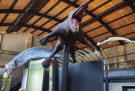 Museo Ex Ballenera Middle Chile