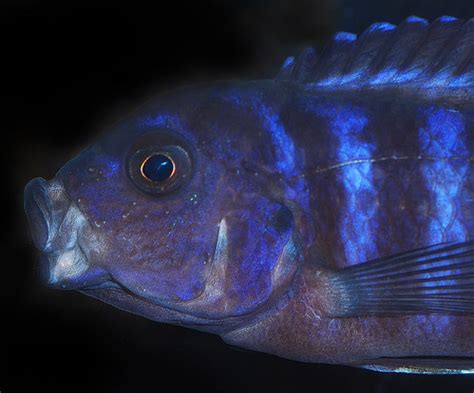 Museum and Aquarium Malawi