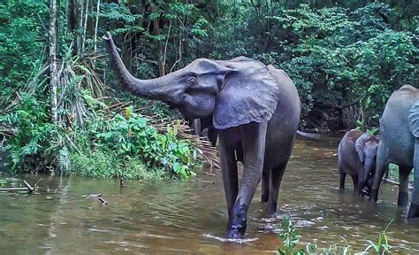 Mwagna National Park Gabon
