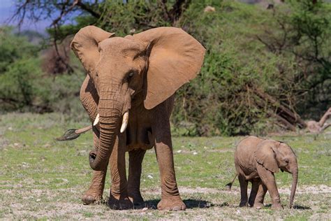 Mwaluganje Elephant Sanctuary South Coast