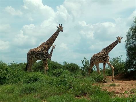 Mwea National Reserve Kenya