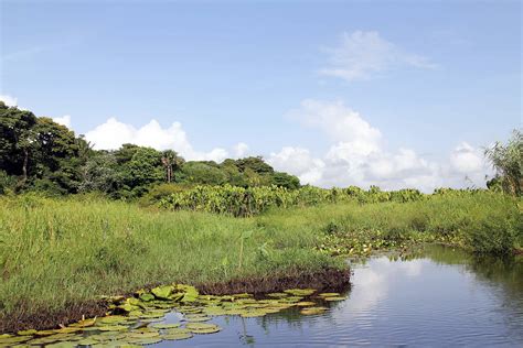 Nariva Swamp Trinidad