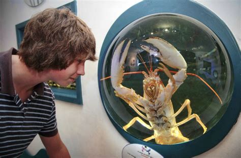 National Lobster Hatchery North Cornwall