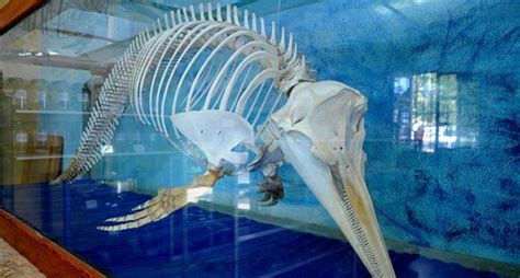 Natural History Museum of Apiranthos Naxos