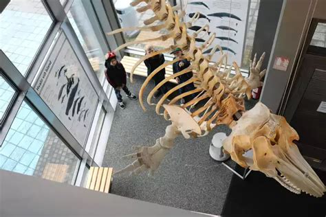 Natural History Museum of Kópavogur Greater Reykjavík