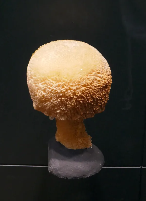 Naturkundemuseum Graz