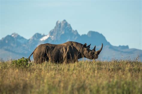 Ngulia Rhino Sanctuary Tsavo West National Park