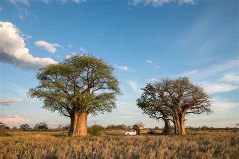 Nxai Pans National Park Botswana