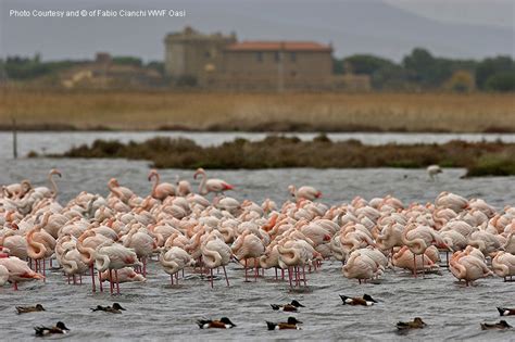 Oasi WWF Laguna di Orbetello Southern Tuscany