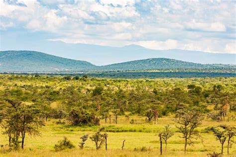 Ol Pejeta Conservancy Laikipia Plateau