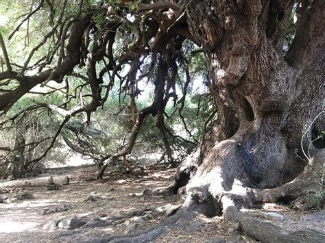 Olivastri Millenari di Santo Baltolu Northeastern Sardinia