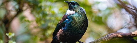 Orokonui Ecosanctuary Dunedin & Otago