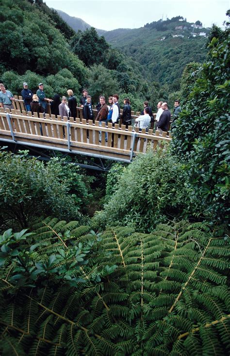 Otari-Wilton’s Bush Wellington