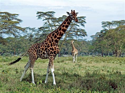 Out of Africa Lookout Lake Nakuru National Park