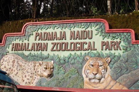 Padmaja Naidu Himalayan Zoological Park Darjeeling