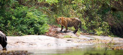 Parambikulam Tiger Reserve Kerala