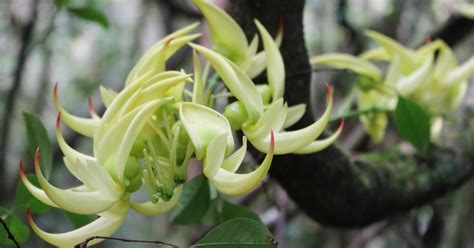 Parc des Orchidées Eastern Madagascar