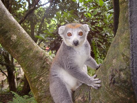 Parc Zoologique Ivoloina North Of Tamatave