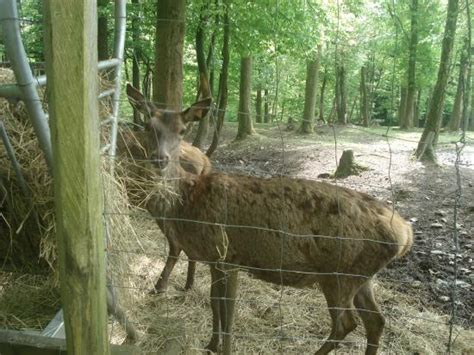 Parc à Gibier The Ardennes