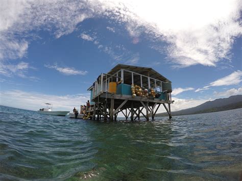 Peckham Pearl Farm Tours Taveuni