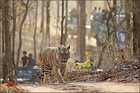 Pench Tiger Reserve Madhya Pradesh & Chhattisgarh