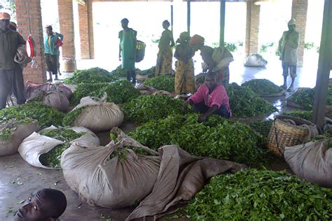 Pfunda Tea Estate Rwanda
