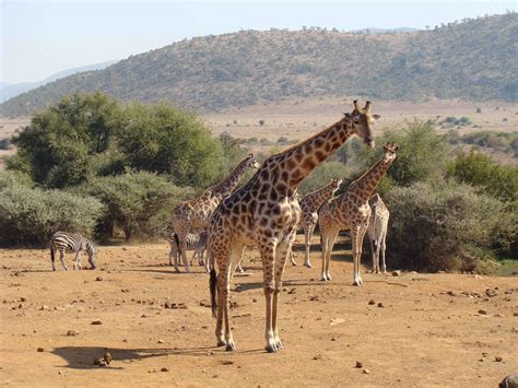 Pilanesberg National Park North West Province
