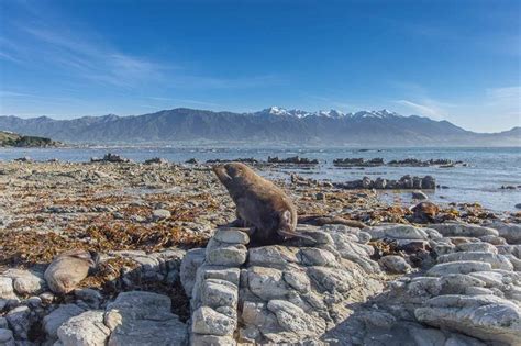 Point Kean Seal Colony Kaikoura