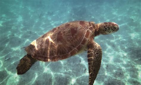 Proyek Penyu North Bali